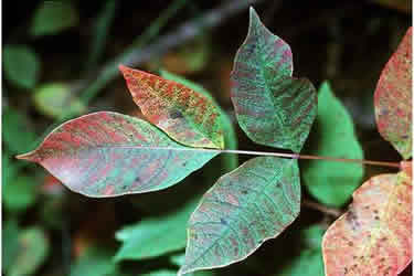 Poison Oak om sommeren og eller efteråret